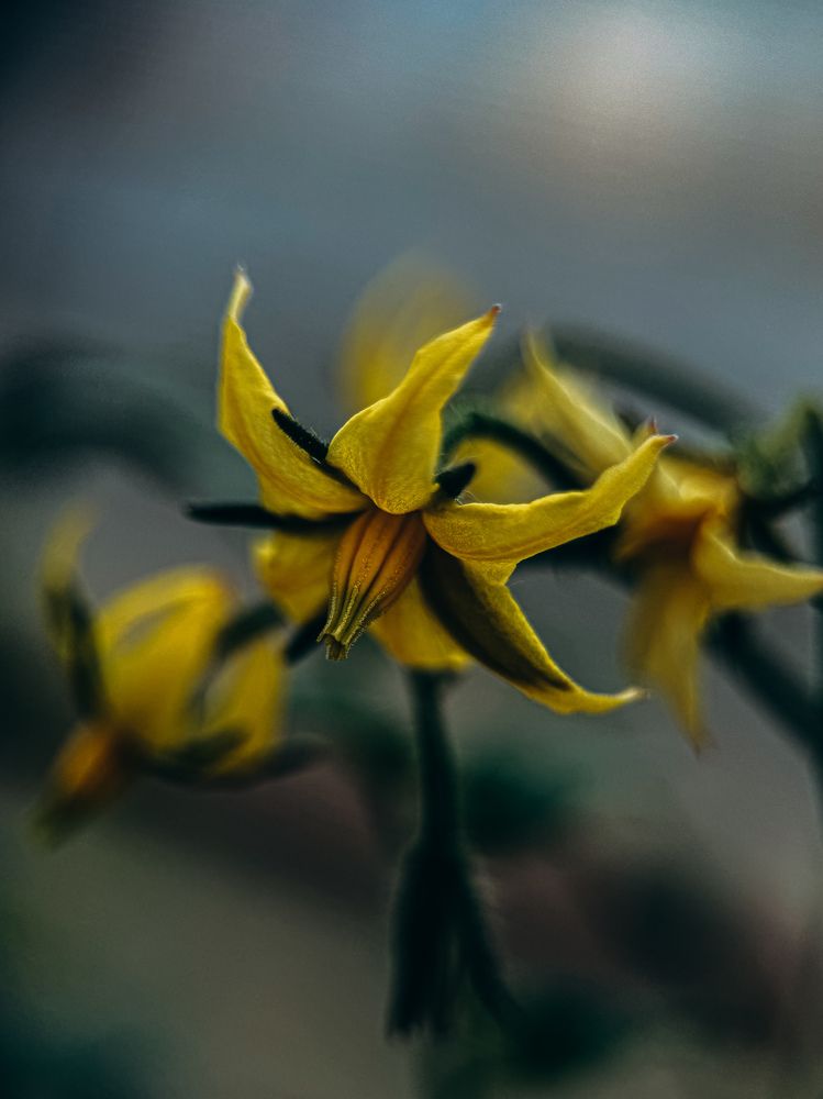 Фотография автора Юля