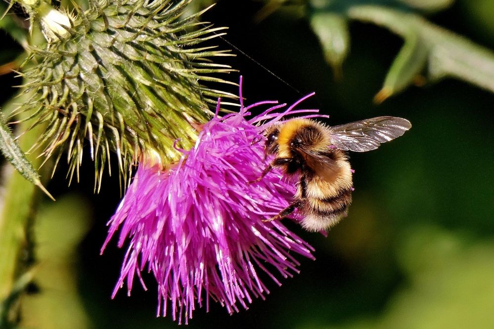 Photograph by backareva irina