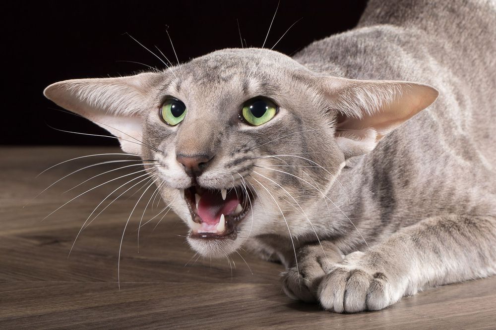 Фотография автора Mikhail Asarenkov