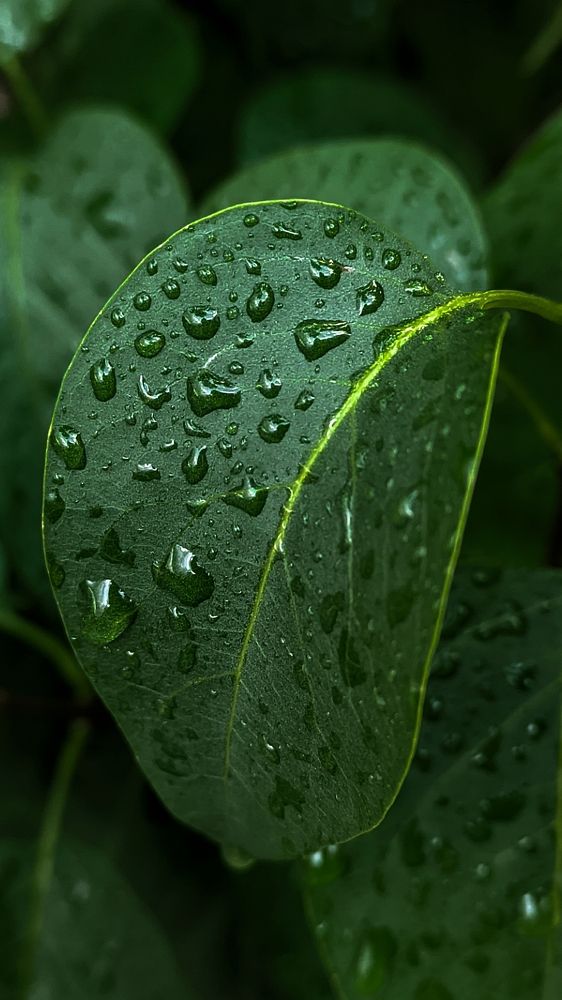 Фотография автора Васильева Ирина