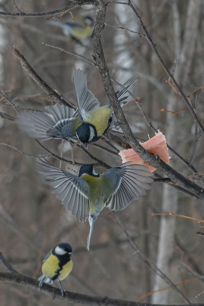 Photograph by Сергей Балашов