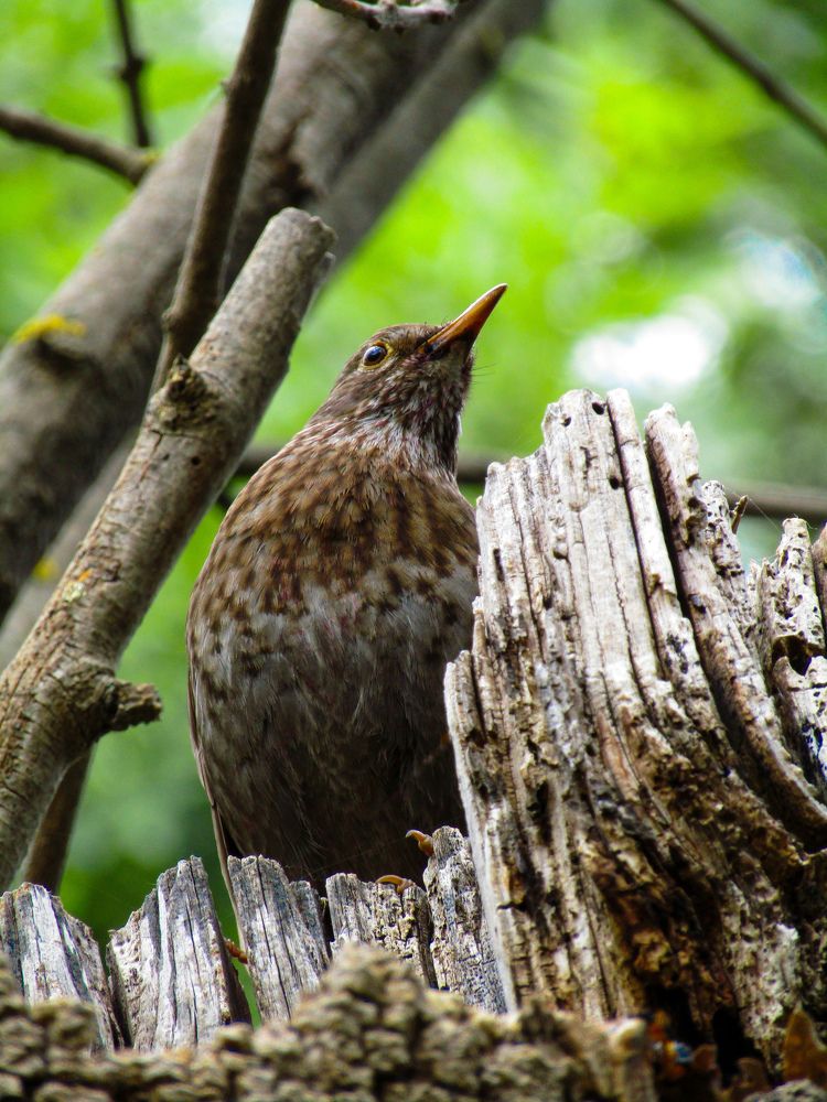Фотография автора Лада Еремеева