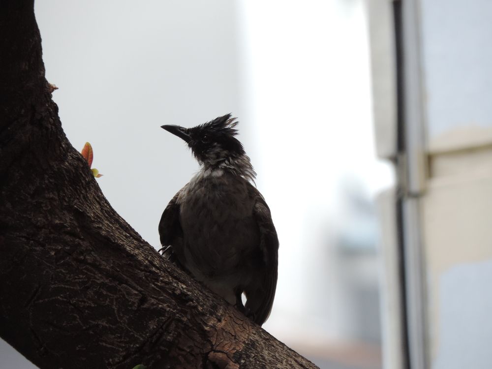 Sooty-headed Bulbul in the tree in front of the house
