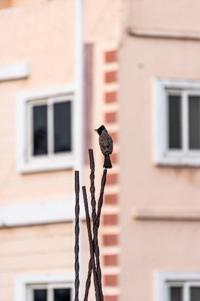 Red-vented bulbul