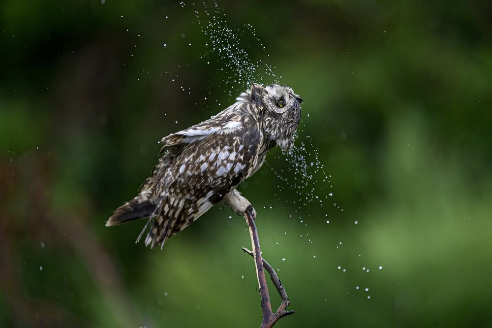 Сова и брызги
