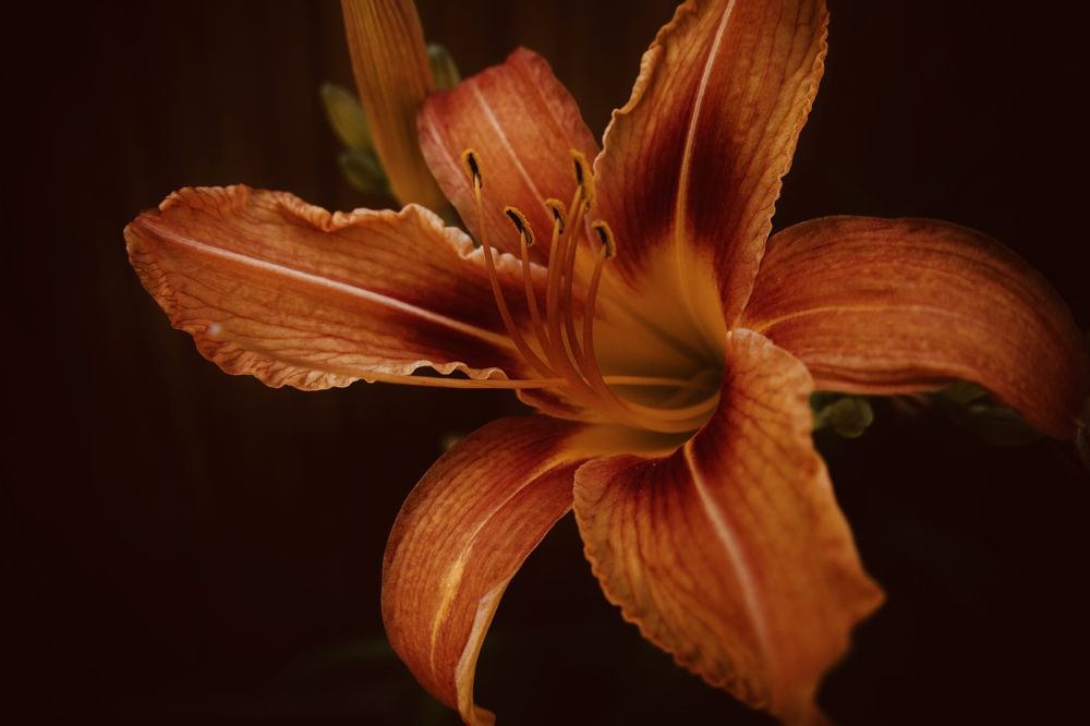 Photograph by Ирина Кожухова
