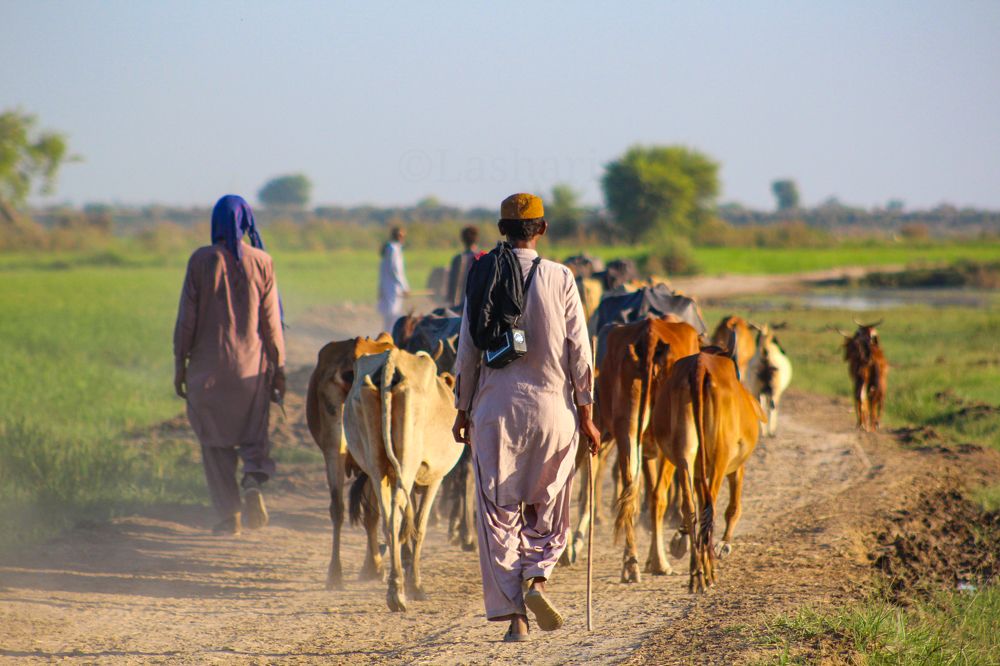 Photograph by Ghulam Murtaza Lashari