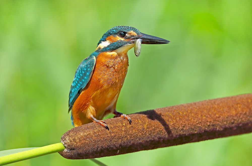 Фотография автора Гусар Александр