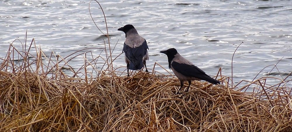 Фотография автора Николай Худяков