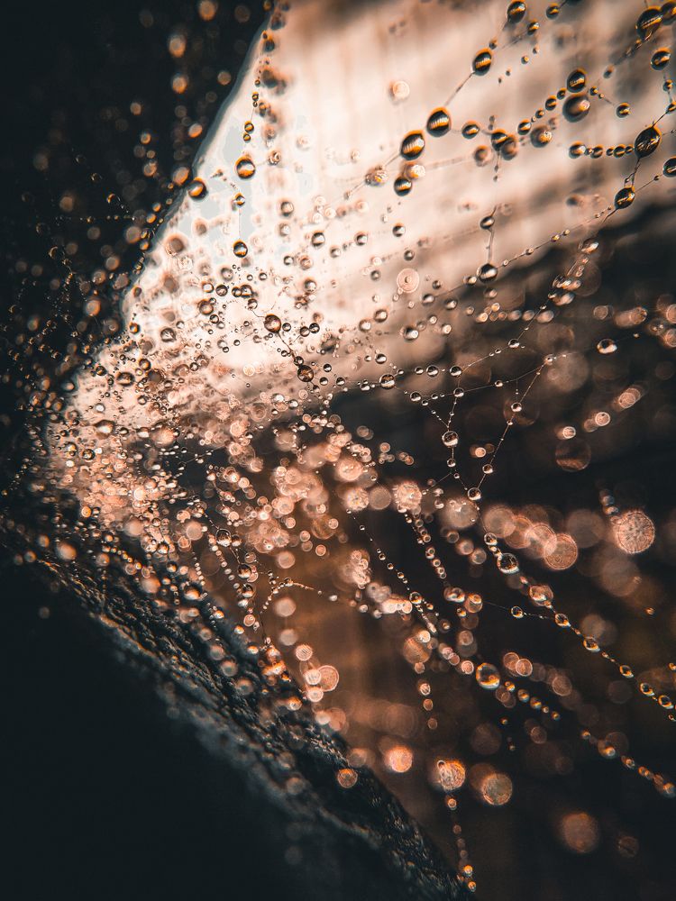 Webbed Jewels in the Golden Light