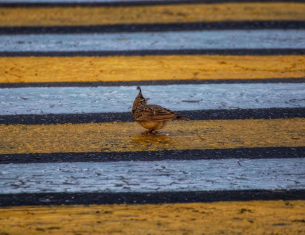 Photograph by Leanid Kulpo