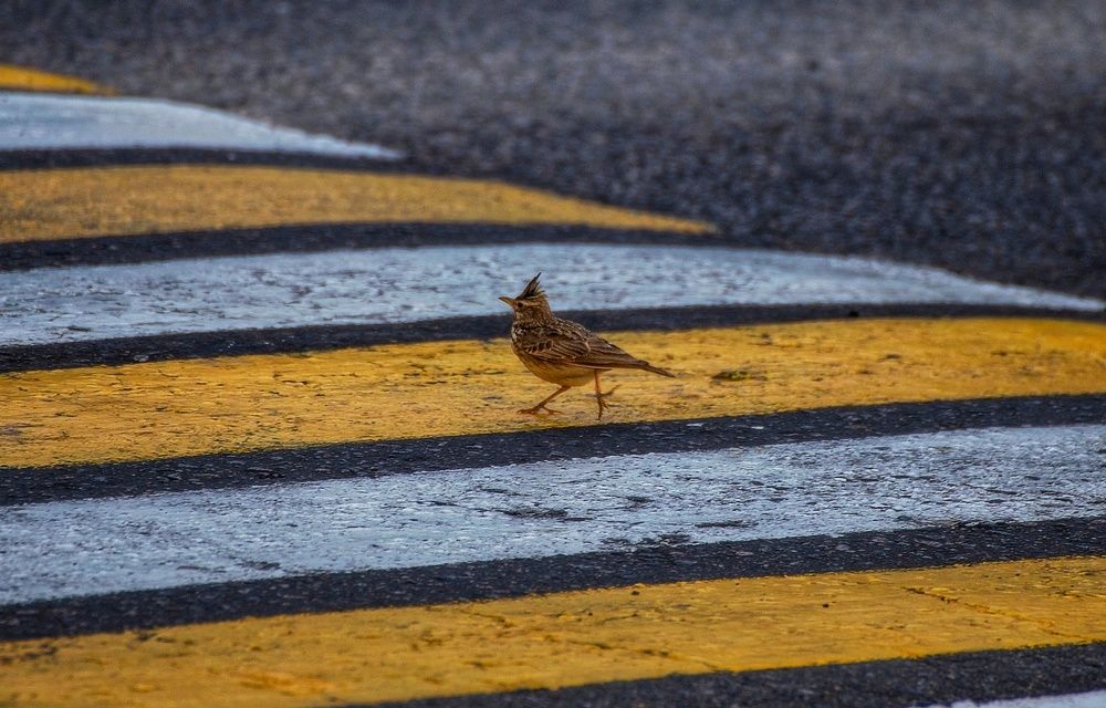 Photograph by Leanid Kulpo