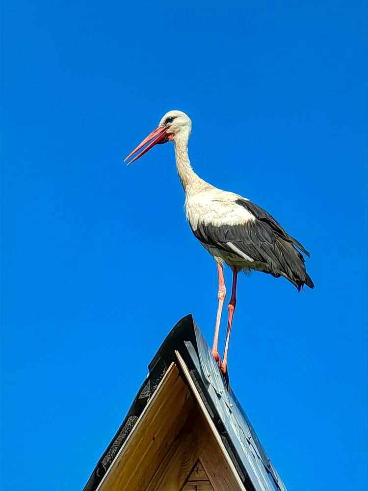 Аист на крыше