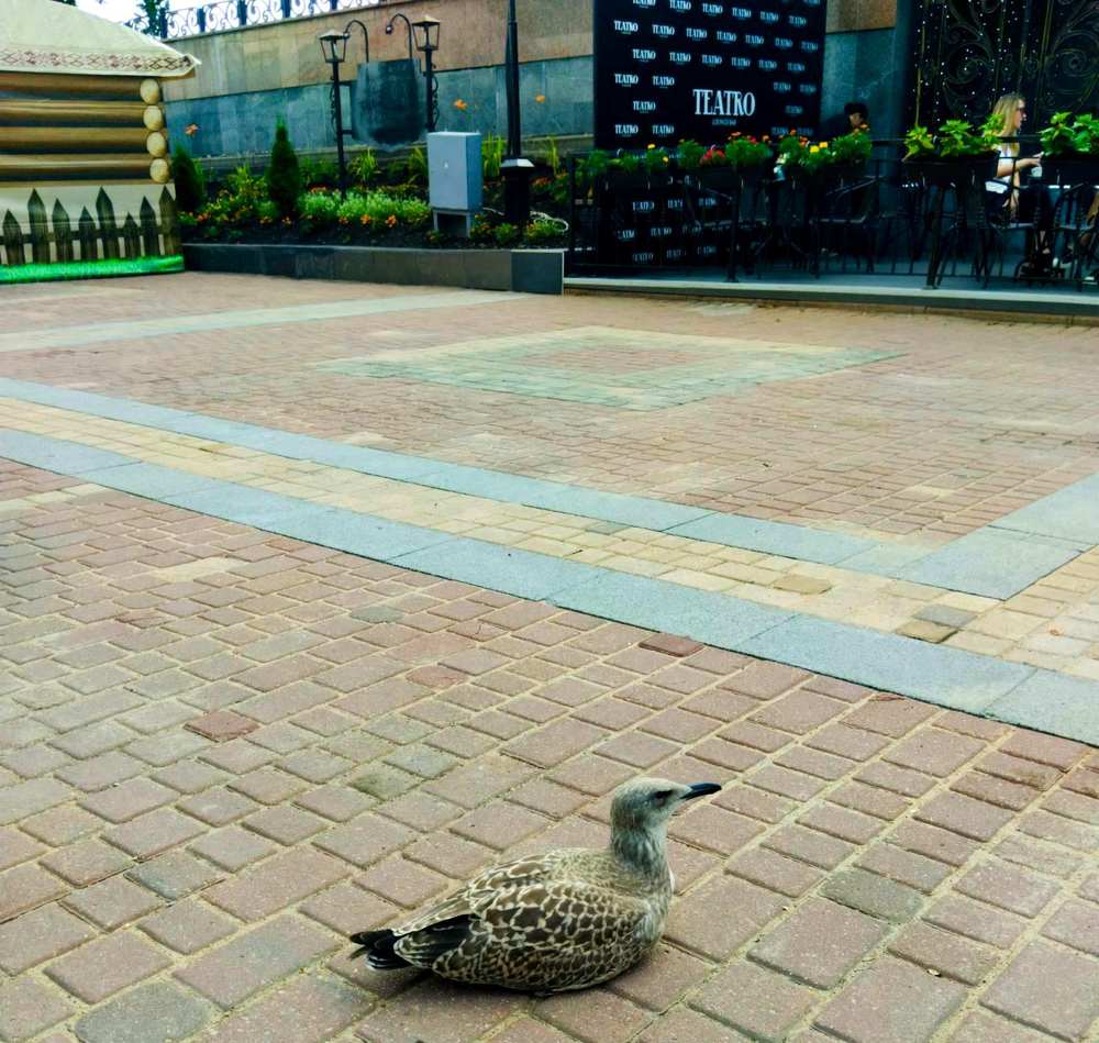 Фотография автора Галина Бобкина