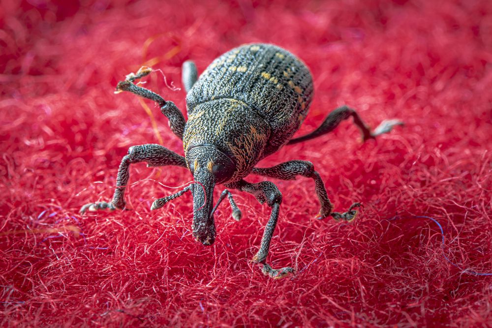 Фотография автора Paolo Barbarini