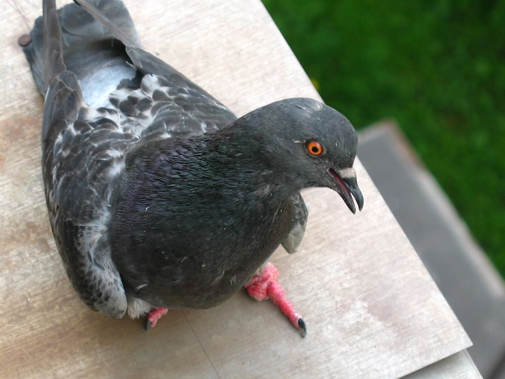 Photograph by Орл Про