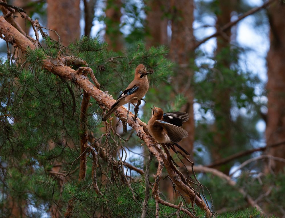 Photograph by Алексеев Артём