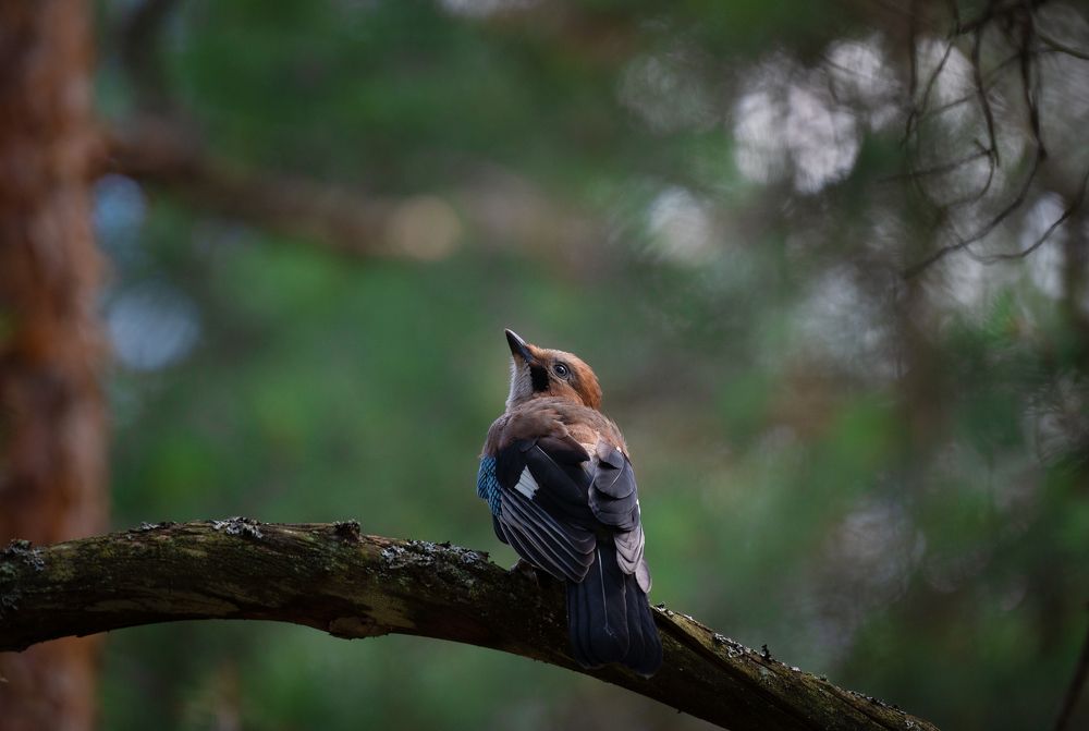 Photograph by Алексеев Артём