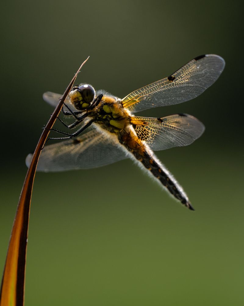 Photograph by Adriana smeu