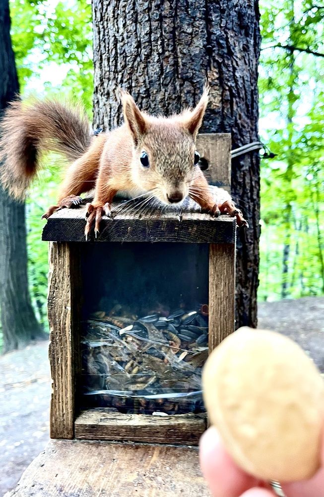 Орешек для белочки