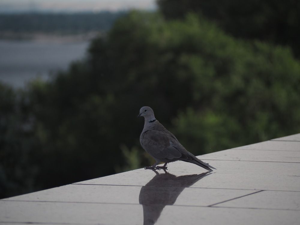 Photograph by Анастасия Лукьянюк