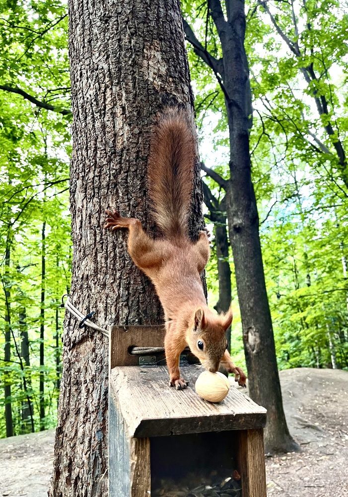 Орешек для белочки