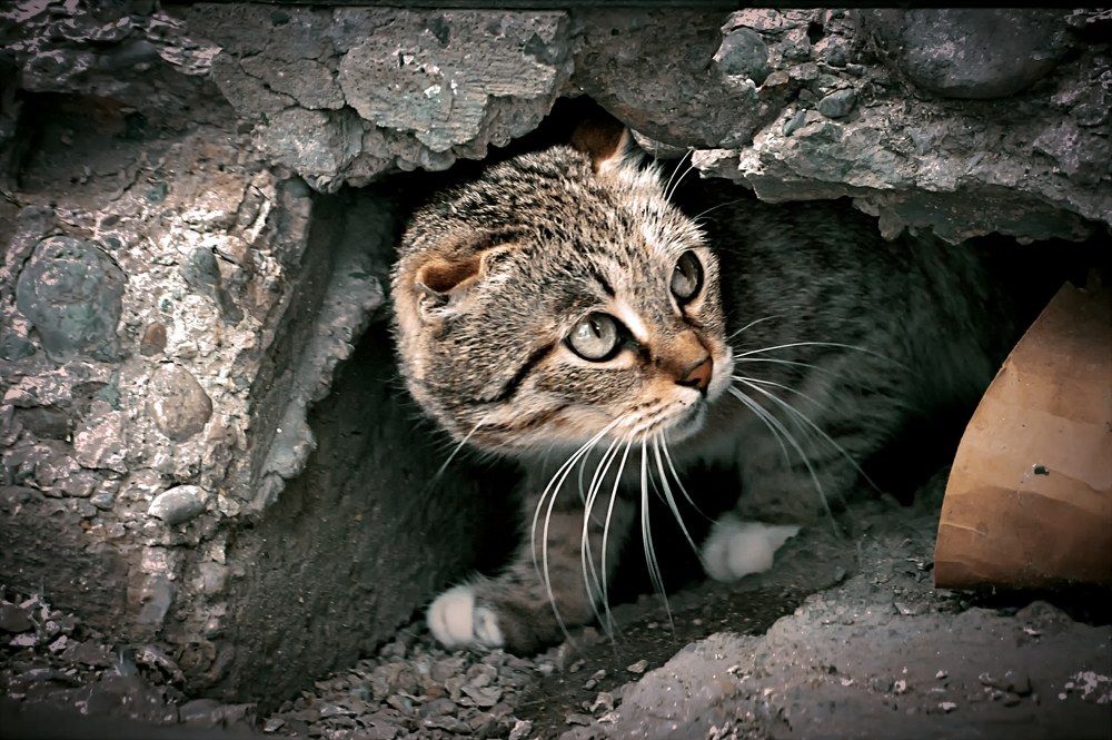 Котенок, который живет под лестнице