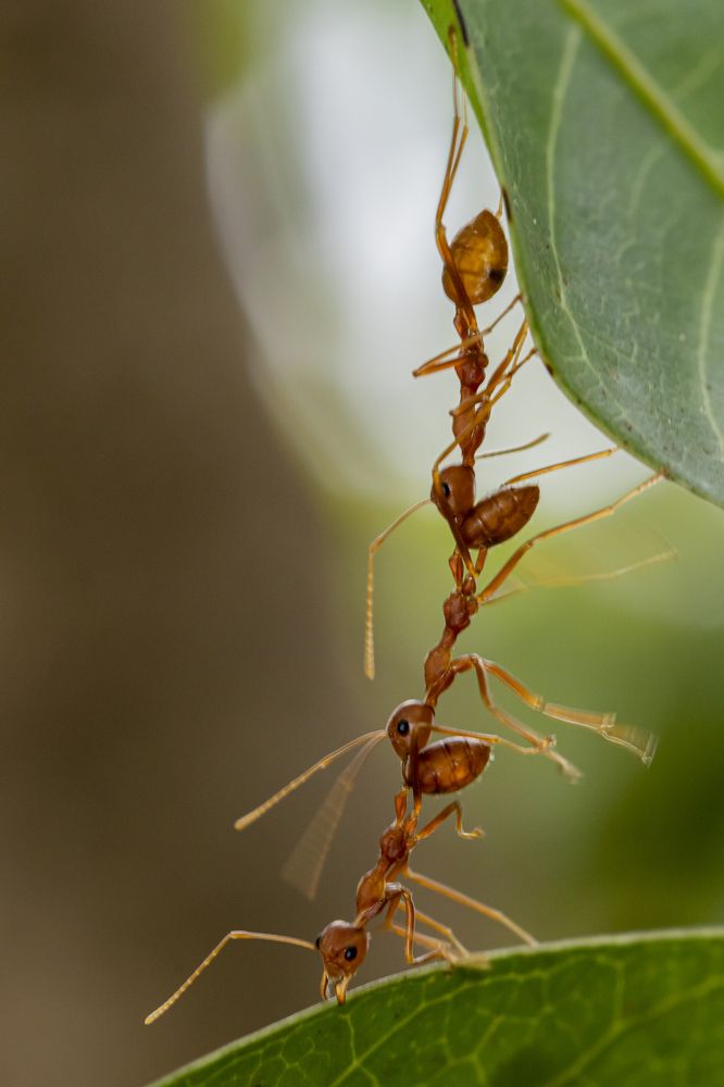 Фотография автора Rajeev Amaratunga