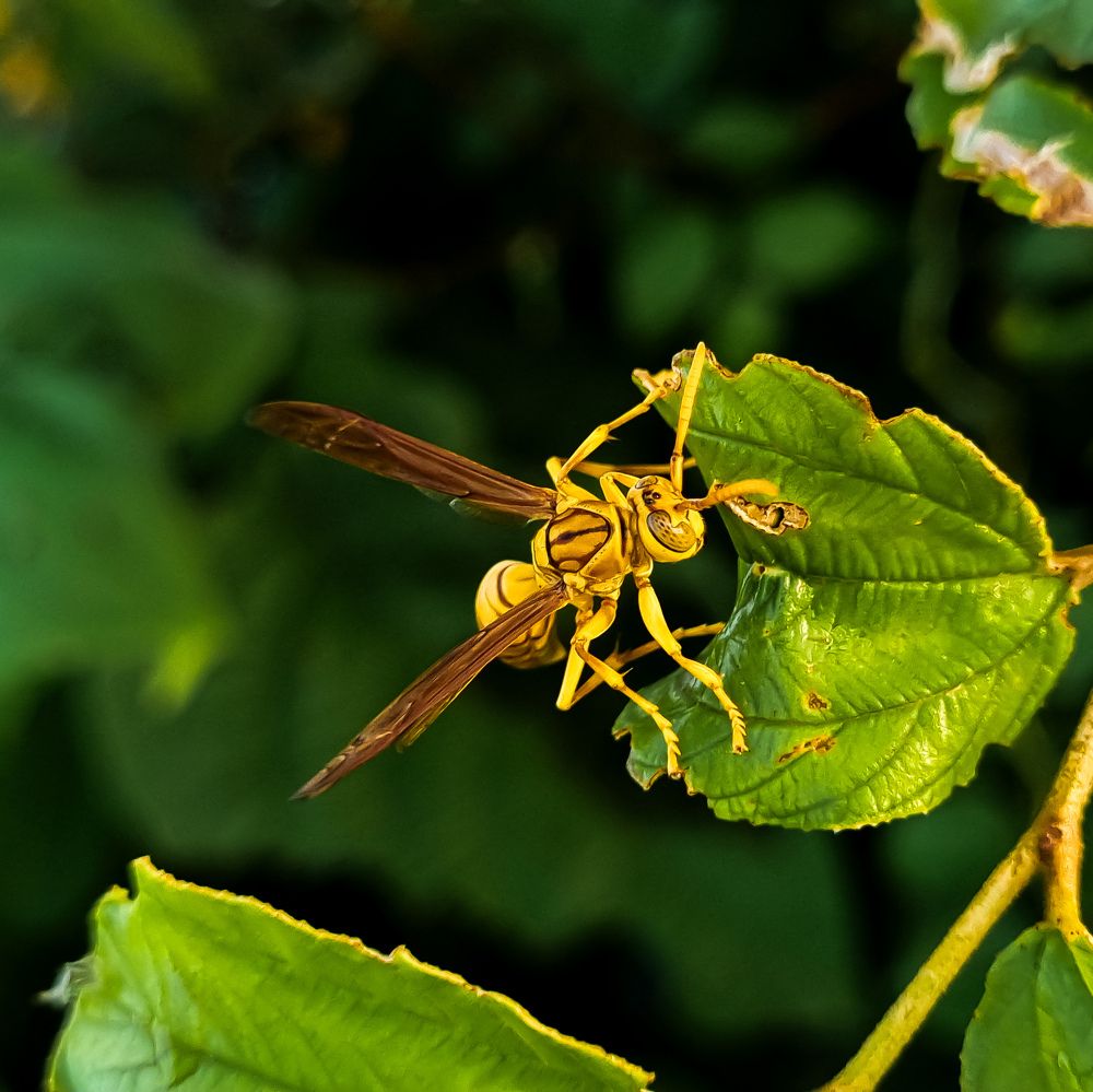 Photograph by Ankit Bhattacherjee