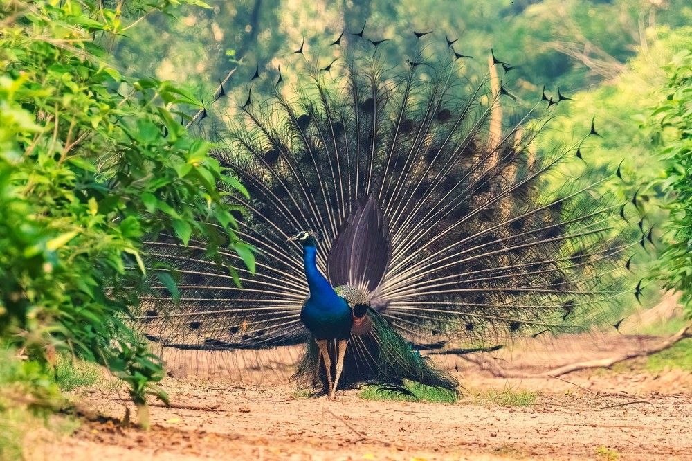 Photograph by Navjot Singh