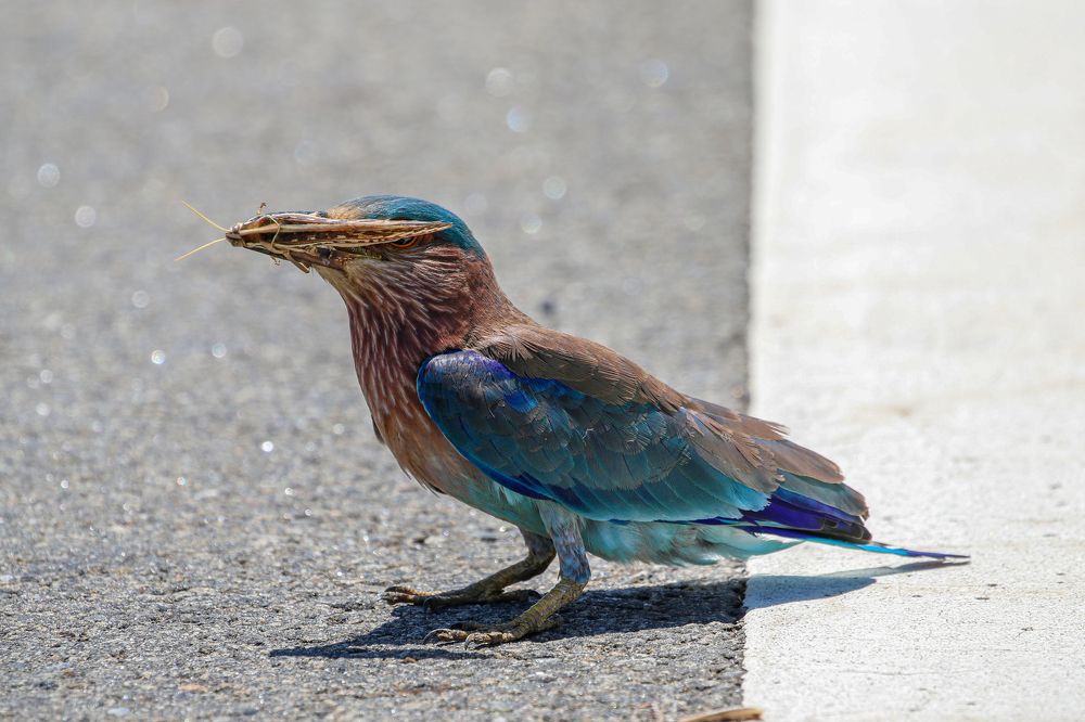 Фотография автора Rajeev Amaratunga