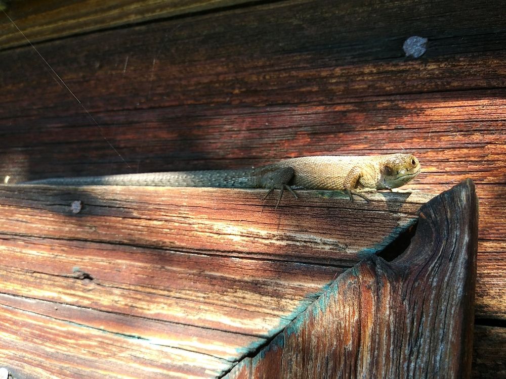 Photograph by Инна Голубева