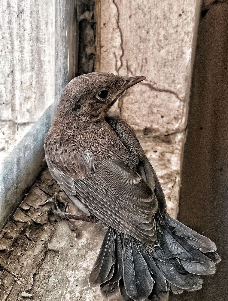 Photograph by Anil Yadav