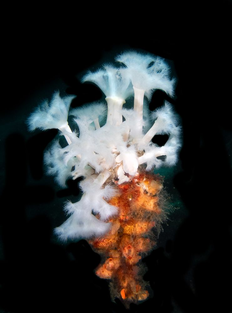 Flowers of  the Barents sea