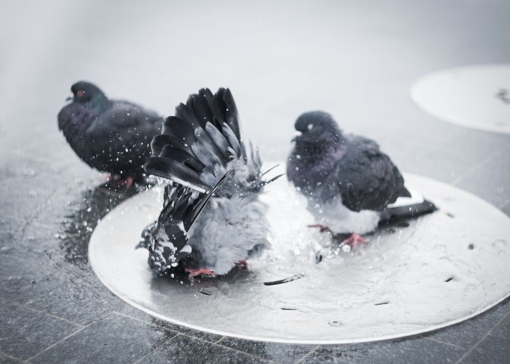 Photograph by Светлана Люсина