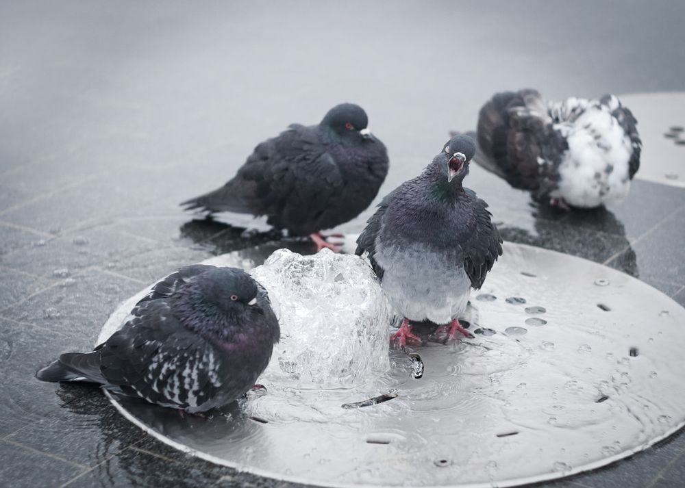 Photograph by Светлана Люсина