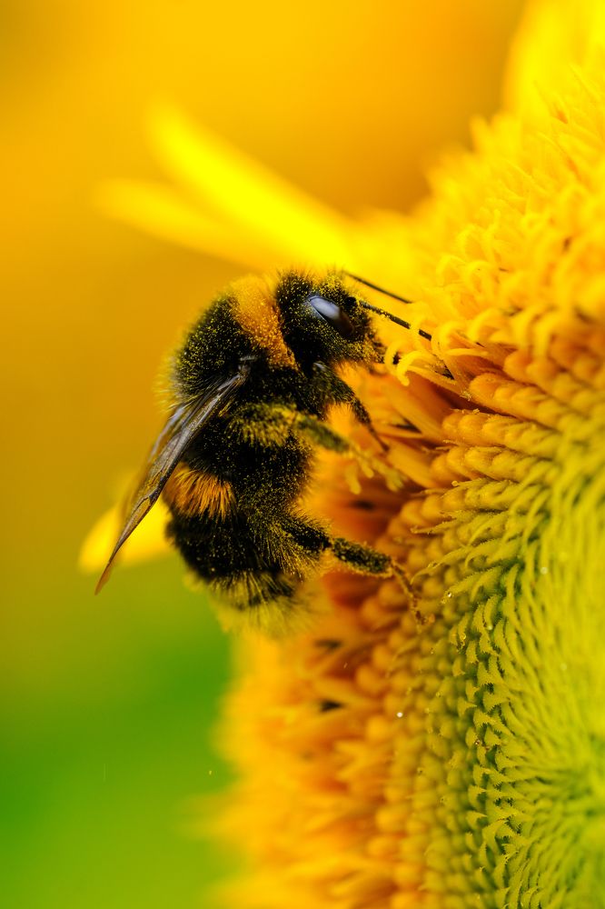 Фотография автора Александр Высоцкий