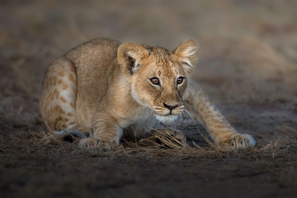 Photograph by Ahmed Sobhi