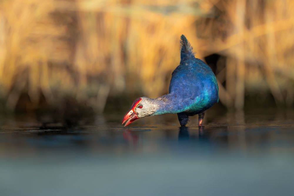 Photograph by Ahmed Sobhi