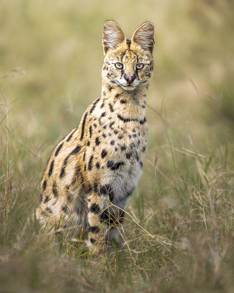 Serval cat