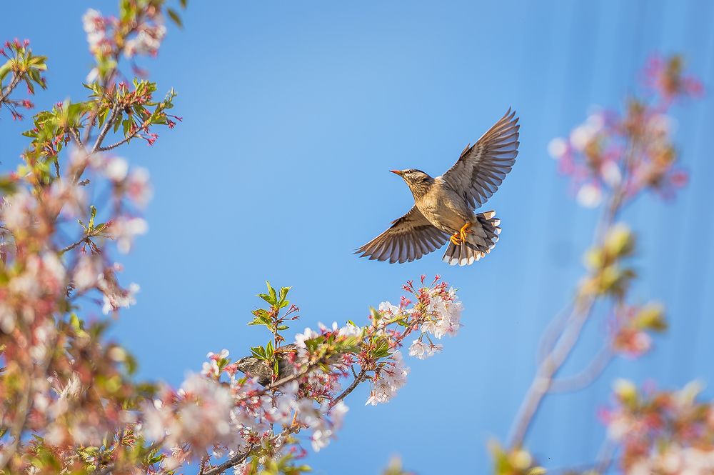 Фотография автора Uesan Aliace