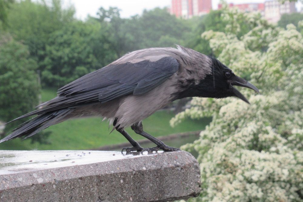 Photograph by Ирина Шведчикова