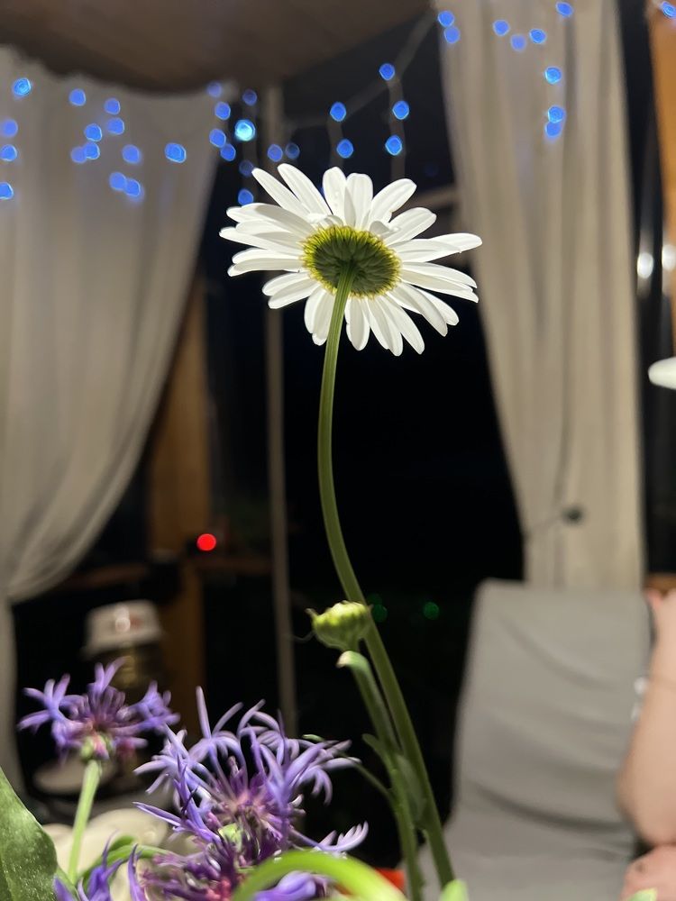 Photograph by Kira Ko