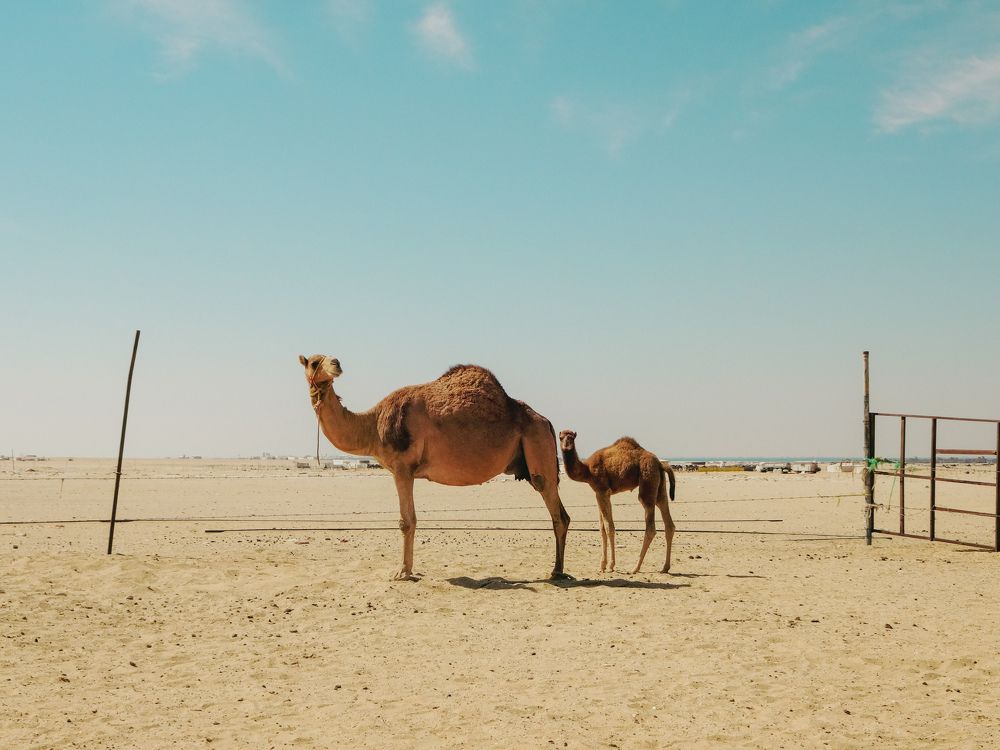 Фотография автора Ibraheem Alsaid