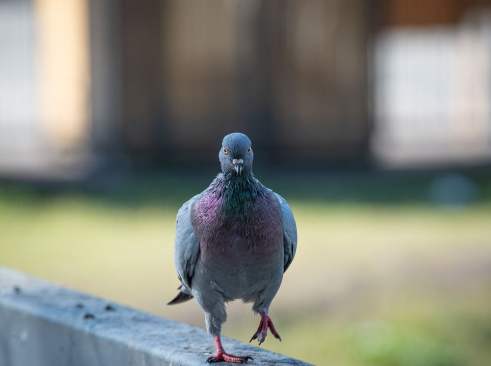 Фотография автора NIKOLAY KALININ