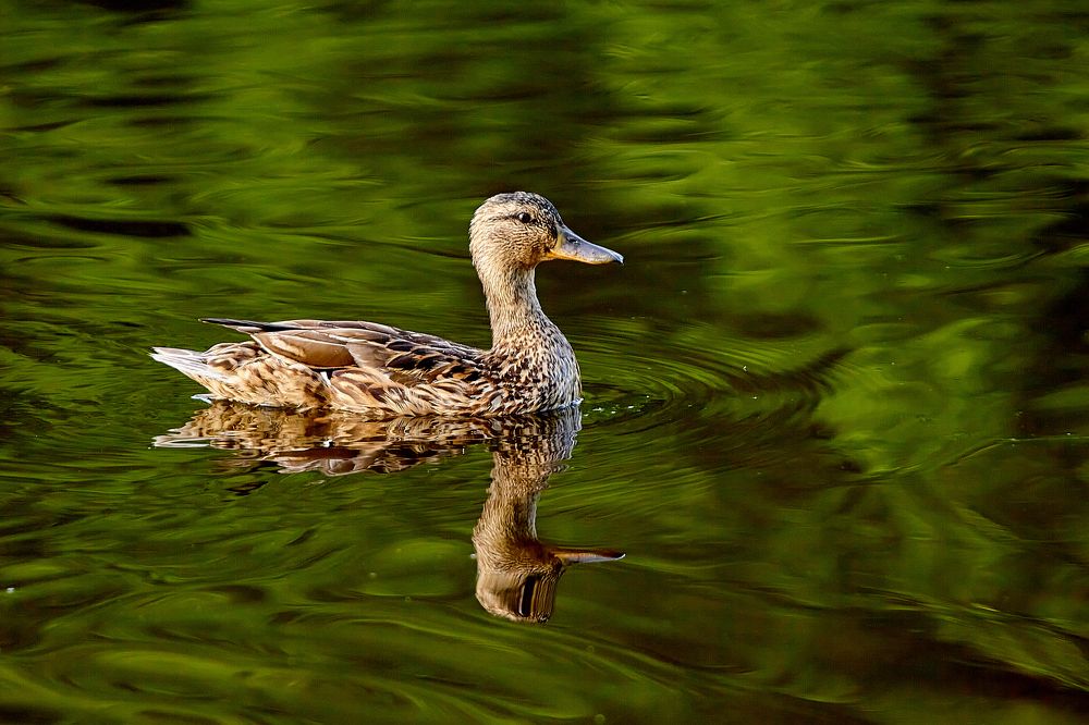 Photograph by Голованов Николай