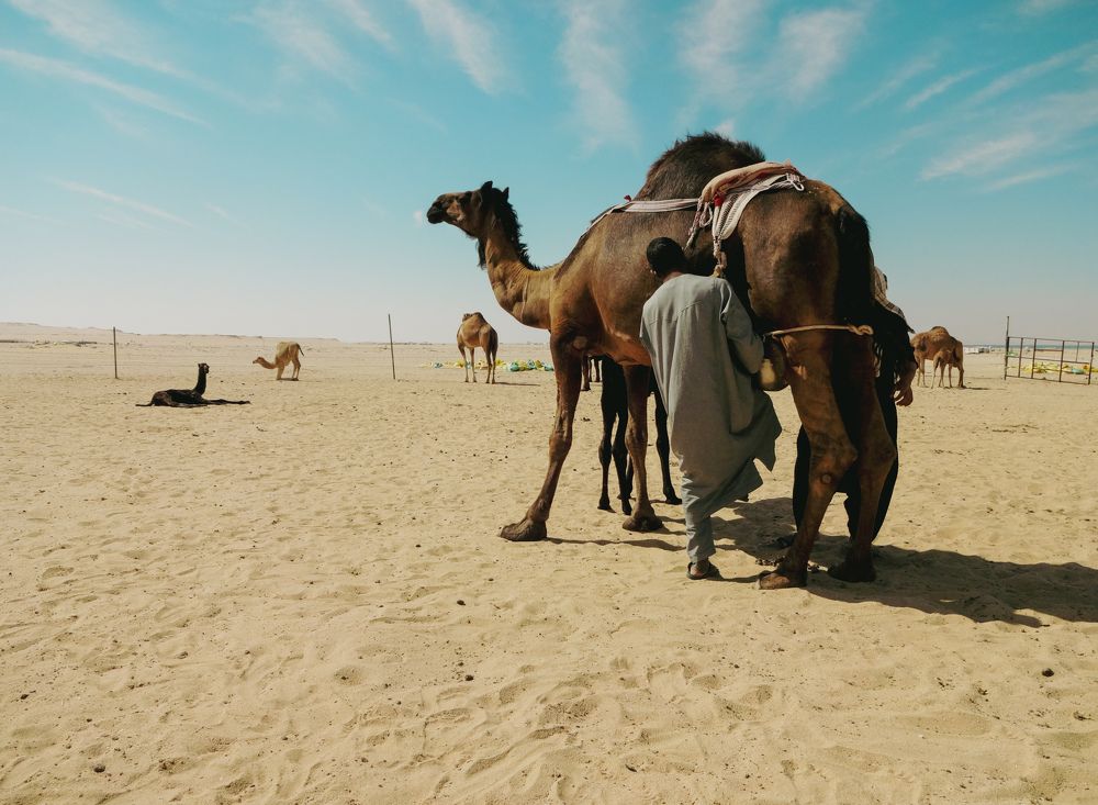 Фотография автора Ibraheem Alsaid