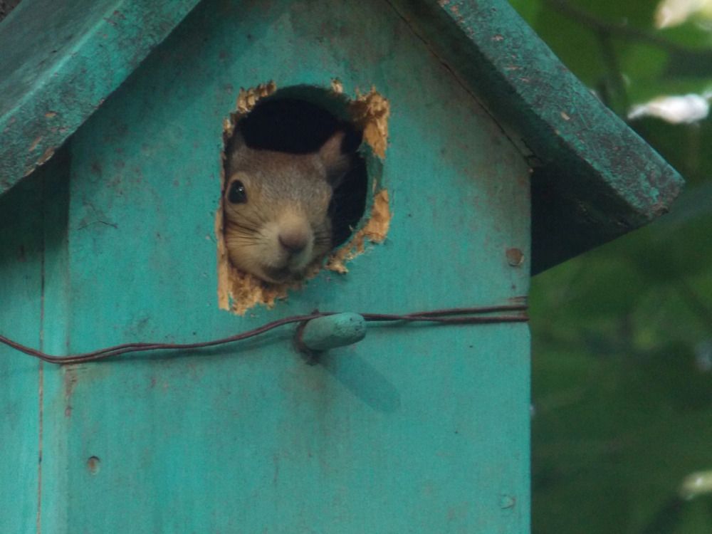 Фотография автора Антонина Клементьева