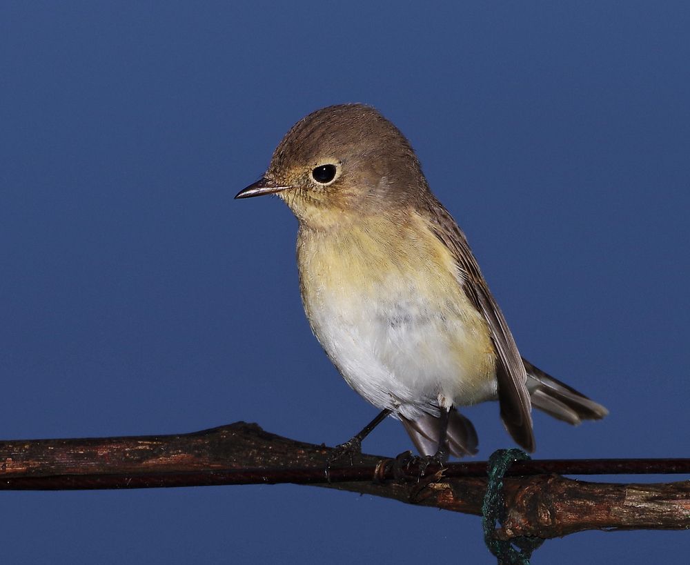 Фотография автора Сергей Гречихин