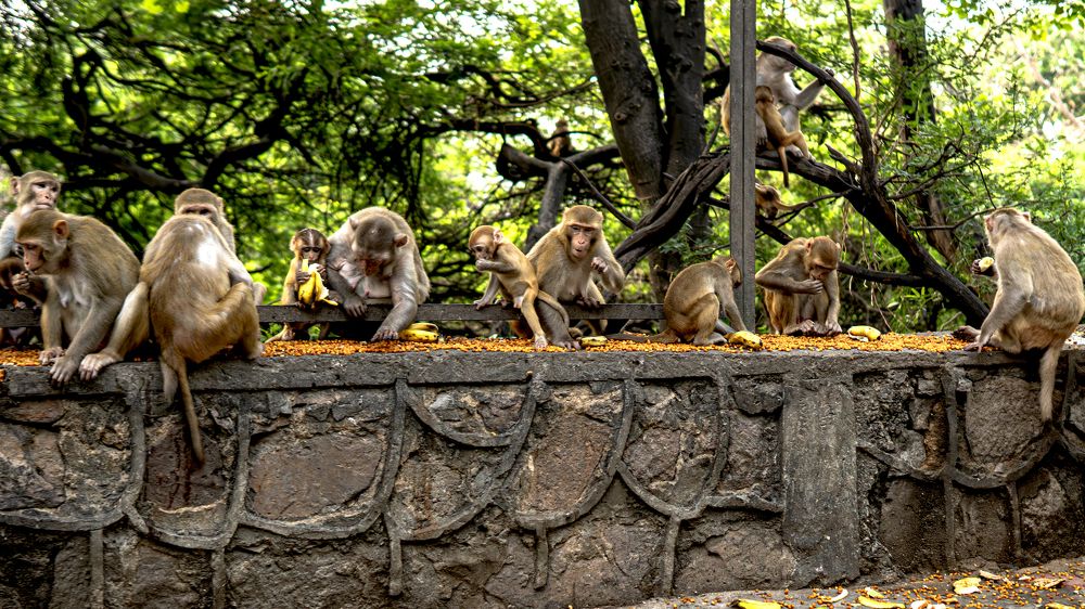 Фотография автора savitri Rawat